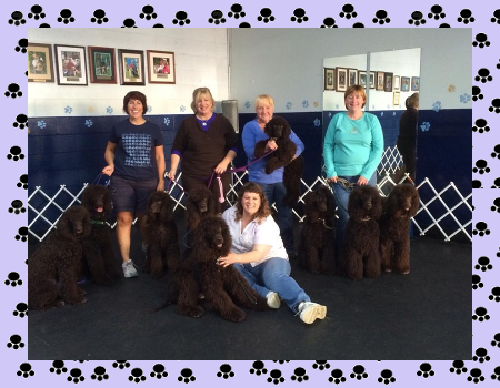 Aprils Doggie Spa - Training